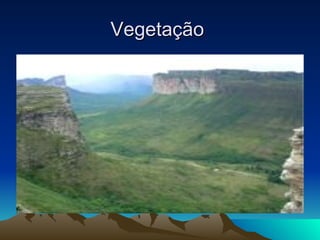 Vegetação  