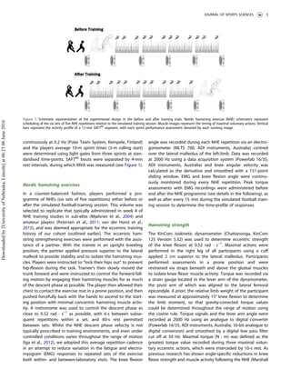 continuously at 0.2 Hz (Polar Team System, Kempele, Finland)
and the players average 10-m sprint times (3-m rolling start)
were determined using light gates from three sprints at stan-
dardised time-points. SAFT60
bouts were separated by 4-min
rest intervals, during which MVA was measured (see Figure 1).
Nordic hamstring exercises
In a counter-balanced fashion, players performed a pro-
gramme of NHEs (six sets of five repetitions) either before or
after the simulated football-training session. This volume was
selected to replicate that typically administered in week 4 of
NHE training studies in sub-elite (Mjølsnes et al., 2004) and
amateur players (Petersen et al., 2011; van der Horst et al.,
2015), and was deemed appropriate for the eccentric training
history of our cohort (outlined earlier). The eccentric ham-
string strengthening exercises were performed with the assis-
tance of a partner. With the trainee in an upright kneeling
position, the partner applied pressure superior to the lateral
malleoli to provide stability and to isolate the hamstring mus-
cles. Players were instructed to “lock their hips out” to prevent
hip-flexion during the task. Trainee’s then slowly moved the
trunk forward and were instructed to control the forward-fall-
ing motion by engaging their hamstring muscles for as much
of the descent phase as possible. The player then allowed their
chest to contact the exercise mat in a prone position, and then
pushed forcefully back with the hands to ascend to the start-
ing position with minimal concentric hamstring muscle activ-
ity. A metronome was used to control the descent phase as
close to 0.52 rad · s−1
as possible, with 6-s between subse-
quent repetitions within a set, and 60-s rest permitted
between sets. Whilst the NHE descent phase velocity is not
typically prescribed in training environments, and even under
controlled conditions varies throughout the range of motion
(Iga et al., 2012), we adopted this average repetition cadence
in an attempt to reduce variation in the fatigue and electro-
myogram (EMG) responses to repeated sets of the exercise
both within- and between-laboratory visits. The knee flexion
angle was recorded during each NHE repetition via an electro-
goniometer (MLTS 700, ADI instruments, Australia) centred
over the lateral malleolus of the left-limb. Data was recorded
at 2000 Hz using a data acquisition system (Powerlab 16/35,
ADI instruments, Australia) and knee angular velocity was
calculated as the derivative and smoothed with a 151-point
sliding window. EMG and knee flexion angle were continu-
ously monitored during every NHE repetition. Peak torque
assessments with EMG recordings were administered before
and after the NHE programme (see details in the following), as
well as after every 15 min during the simulated football train-
ing session to determine the time-profile of responses.
Hamstring strength
The KinCom isokinetic dynamometer (Chattanooga, KinCom
125 Version 5.32) was used to determine eccentric strength
of the knee flexors at 0.52 rad · s−1
. Maximal actions were
performed in the right leg of all participants using a cuff
applied 2 cm superior to the lateral malleolus. Participants
performed assessments in a prone position and were
restrained via straps beneath and above the gluteal muscles
to isolate knee flexor muscle activity. Torque was recorded via
a strain gauge located in the lever arm of the dynamometer,
the pivot arm of which was aligned to the lateral femoral
epicondyle. A priori, the relative limb weight of the participant
was measured at approximately 15° knee flexion to determine
the limb moment, so that gravity-corrected torque values
could be determined throughout the range of motion using
the cosine rule. Torque signals and the lever arm angle were
recorded at 2000 Hz using an analogue to digital converter
(Powerlab 16/35, ADI instruments, Australia; 16-bit analogue to
digital conversion) and smoothed by a digital low pass filter
cut off at 50 Hz. Maximal torque (N · m) was defined as the
greatest torque value recorded during three maximal volun-
tary eccentric actions, which were interceded by 10-s rest. As
previous research has shown angle-specific reductions in knee
flexor strength and muscle activity following the NHE (Marshall
Figure 1. Schematic representation of the experimental design in the before and after training trials. Nordic hamstring exercise (NHE) schematics represent
scheduling of the six sets of five NHE repetitions relative to the simulated training session. Muscle images represent the timing of maximal voluntary actions. Vertical
bars represent the activity profile of a 15-min SAFT60
segment, with each sprint performance assessment denoted by each running image.
JOURNAL OF SPORTS SCIENCES 3
Downloadedby[UniversityofNebraska,Lincoln]at06:2306June2016
 