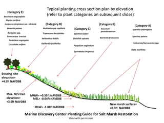 Helianthus debilis
Gaillardia pulchellus
Baccharis angustifolia
Myrica cerifera
Juniperus virginiana var. silicicola
Spartina bakeri
Distichlis spicata
Paspalum vaginatum
Sporobolus virginicus
Batis maritima
Sesuvium
portulacastrum
Spartina alterniflora
Spartina patens
Salicornia/Sarcocornia spp.
Typical planting cross section plan by elevation
(refer to plant categories on subsequent slides)
MHW= +0.55ft NAVD88
MSL= -0.64ft NAVD88
MLW= -1.88ft NAVD88
Borrichia frutescens
Existing site
elevation=
+4.5ft NAVD88
Max. N/S trail
elevation=
+3.5ft NAVD88
Muhlenbergia capillarisHamelia patens
Asclepias spp.
Conocarpus erectus
Forestiera segregata
Coccoloba uvifera
Trypsacum dactyloides
(Category A)(Category B)
(Category C)
(Category D)
(Category E)
New marsh surface=
+0.3ft NAVD88
Marine Discovery Center Planting Guide for Salt Marsh Restoration
Used with permission.
 