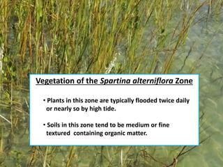 Vegetation of the Spartina alterniflora Zone
• Plants in this zone are typically flooded twice daily
or nearly so by high tide.
• Soils in this zone tend to be medium or fine
textured containing organic matter.
 