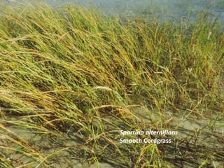 Spartina alterniflora
Smooth Cordgrass
 