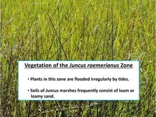 Vegetation of the Juncus roemerianus Zone
• Plants in this zone are flooded irregularly by tides.
• Soils of Juncus marshes frequently consist of loam or
loamy sand.
 
