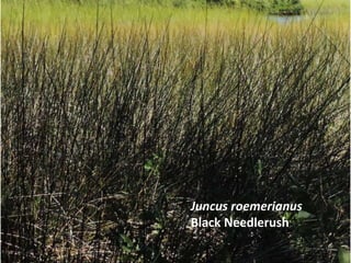 Juncus roemerianus
Black Needlerush
 