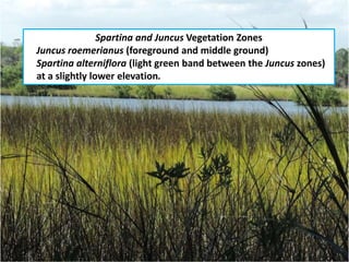 Spartina and Juncus Vegetation Zones
Juncus roemerianus (foreground and middle ground)
Spartina alterniflora (light green band between the Juncus zones)
at a slightly lower elevation.
 