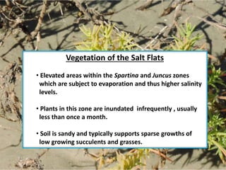 Vegetation of the Salt Flats
• Elevated areas within the Spartina and Juncus zones
which are subject to evaporation and thus higher salinity
levels.
• Plants in this zone are inundated infrequently , usually
less than once a month.
• Soil is sandy and typically supports sparse growths of
low growing succulents and grasses.
 