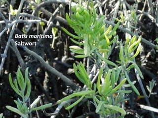 Batis maritima
Saltwort
 