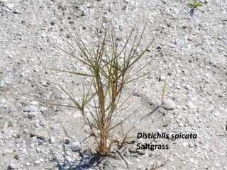 Distichlis spicata
Saltgrass
 