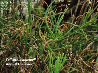 Salicornia bigelovii
Annual Glasswort
 