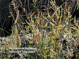 Sarcocornia ambigua
Perennial Glasswort
 