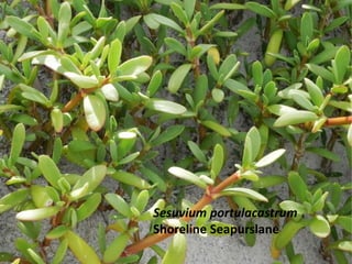Sesuvium portulacastrum
Shoreline Seapurslane
 