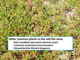 Other common plants in the salt flat zone:
•Aster tenuifolius (perennial saltmarsh aster)
• Limonium carolinianum (sea lavender)
• Monanthochloe littoralis (keygrass)
 