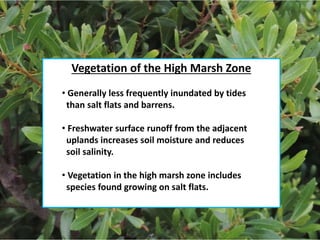 Vegetation of the High Marsh Zone
• Generally less frequently inundated by tides
than salt flats and barrens.
• Freshwater surface runoff from the adjacent
uplands increases soil moisture and reduces
soil salinity.
• Vegetation in the high marsh zone includes
species found growing on salt flats.
 