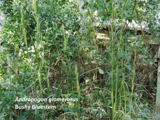 Andropogon glomeratus
Bushy Bluestem
 