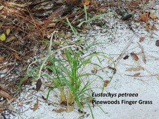 Eustachys petraea
Pinewoods Finger Grass
 