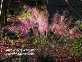 Muhlenbergia capillaris
Hairawn Muhly Grass
 