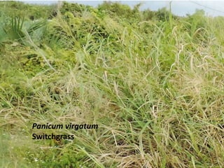 Panicum virgatum
Switchgrass
 