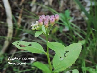 Pluchea odorata
Sweetscent
 