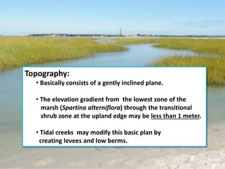 Topography:
• Basically consists of a gently inclined plane.
• The elevation gradient from the lowest zone of the
marsh (Spartina alterniflora) through the transitional
shrub zone at the upland edge may be less than 1 meter.
• Tidal creeks may modify this basic plan by
creating levees and low berms.
 