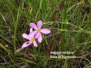 Sabatia stellaris
Rose of Plymouth
 