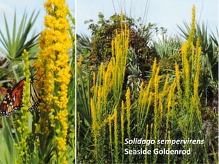 Solidago sempervirens
Seaside Goldenrod
 