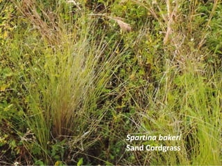 Spartina bakeri
Sand Cordgrass
 