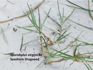 Sporobolus virginicus
Seashore Dropseed
 