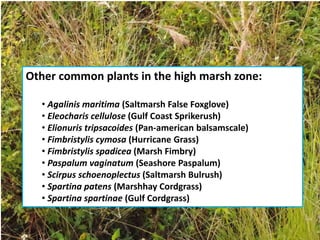 Other common plants in the high marsh zone:
• Agalinis maritima (Saltmarsh False Foxglove)
• Eleocharis cellulose (Gulf Coast Sprikerush)
• Elionuris tripsacoides (Pan-american balsamscale)
• Fimbristylis cymosa (Hurricane Grass)
• Fimbristylis spadicea (Marsh Fimbry)
• Paspalum vaginatum (Seashore Paspalum)
• Scirpus schoenoplectus (Saltmarsh Bulrush)
• Spartina patens (Marshhay Cordgrass)
• Spartina spartinae (Gulf Cordgrass)
 