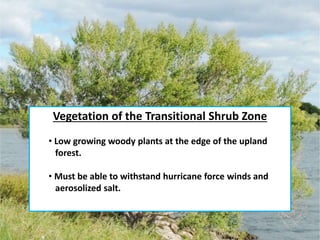 Vegetation of the Transitional Shrub Zone
• Low growing woody plants at the edge of the upland
forest.
• Must be able to withstand hurricane force winds and
aerosolized salt.
 