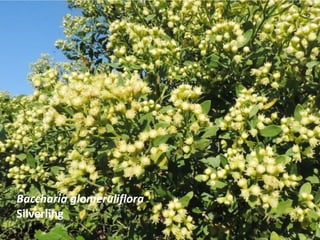 Baccharia glomeruliflora
Silverling
 