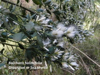 Baccharis halimifolia
Groundsel or Sea Myrtle
 