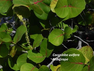 Coccoloba uvifera
Sea Grape
 