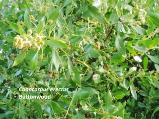Conocarpus erectus
Buttonwood
 