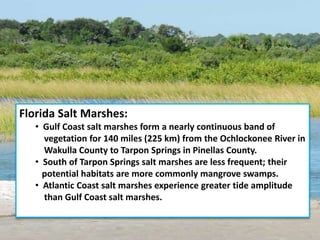 Florida Salt Marshes:
• Gulf Coast salt marshes form a nearly continuous band of
vegetation for 140 miles (225 km) from the Ochlockonee River in
Wakulla County to Tarpon Springs in Pinellas County.
• South of Tarpon Springs salt marshes are less frequent; their
potential habitats are more commonly mangrove swamps.
• Atlantic Coast salt marshes experience greater tide amplitude
than Gulf Coast salt marshes.
 