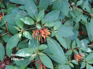 Hamelia patens
Firebush
 