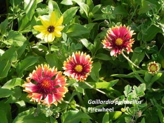 Gaillardia pulchellus
Firewheel
 