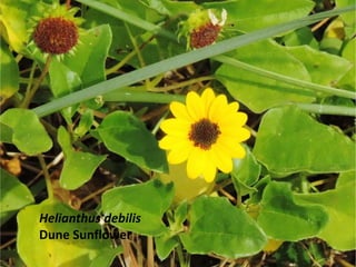 Helianthus debilis
Dune Sunflower
 
