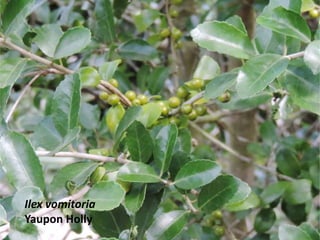 Ilex vomitoria
Yaupon Holly
 