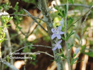 Lycium carolinianum
Christmasberry
 