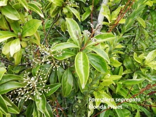 Forestiera segregata
Florida Privet
 