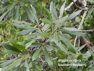 Myrica cerifera
Southern Bayberry
 