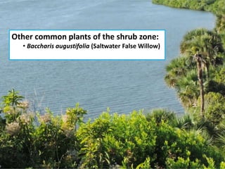 Other common plants of the shrub zone:
• Baccharis augustifolia (Saltwater False Willow)
 