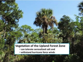 Vegetation of the Upland Forest Zone
• can tolerate aerosolized salt and
• withstand hurricane force winds
 