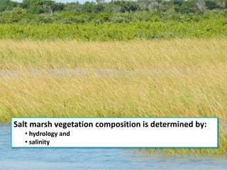 Salt marsh vegetation composition is determined by:
• hydrology and
• salinity
 
