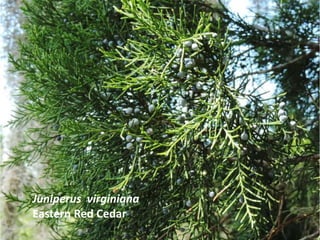 Juniperus virginiana
Eastern Red Cedar
 
