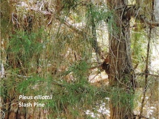 Pinus elliottii
Slash Pine
 