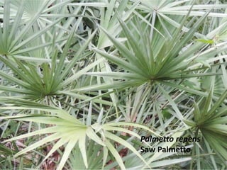 Palmetto repens
Saw Palmetto
 