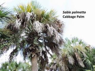 Sable palmetto
Cabbage Palm
 