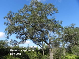 Quercus virginiana
Live Oak
 