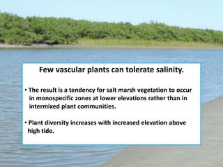 Few vascular plants can tolerate salinity.
• The result is a tendency for salt marsh vegetation to occur
in monospecific zones at lower elevations rather than in
intermixed plant communities.
• Plant diversity increases with increased elevation above
high tide.
 