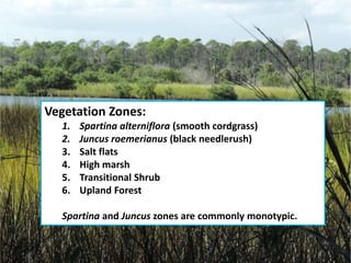 Vegetation Zones:
1. Spartina alterniflora (smooth cordgrass)
2. Juncus roemerianus (black needlerush)
3. Salt flats
4. High marsh
5. Transitional Shrub
6. Upland Forest
Spartina and Juncus zones are commonly monotypic.
 